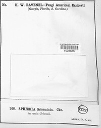 Sphaeria gelsemiata image